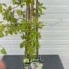 Akebia quinata (Schijnaugurk)