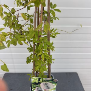 Akebia quinata (Schijnaugurk)