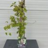 Akebia quinata (Schijnaugurk)