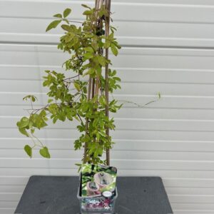 Akebia quinata (Schijnaugurk)