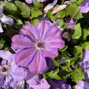 Clematis Baltyk