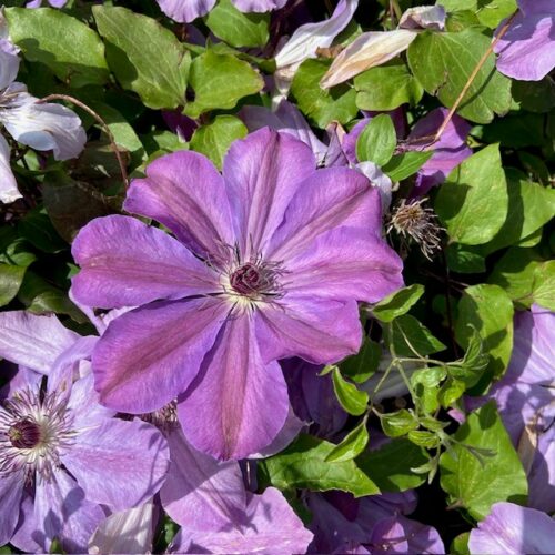Clematis Baltyk