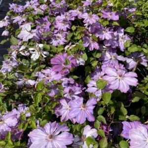 Clematis Baltyk