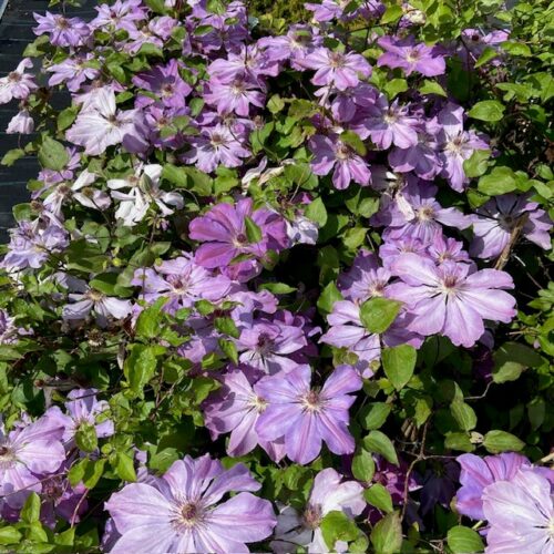 Clematis Baltyk