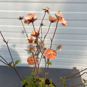 Geum Mai Tai (Nagelkruid)