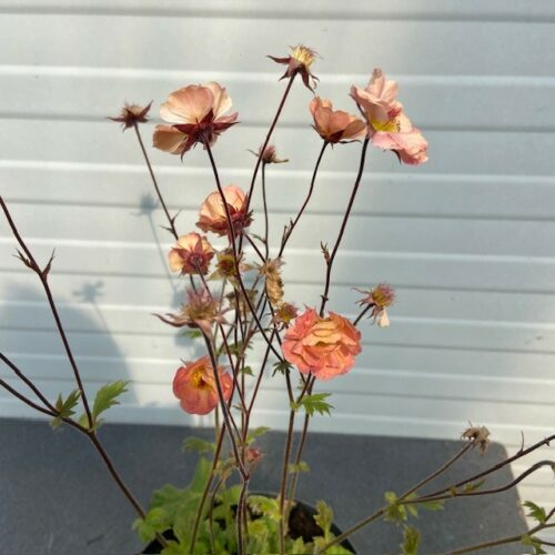 Geum Mai Tai (Nagelkruid)