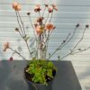 Geum Mai Tai (Nagelkruid)