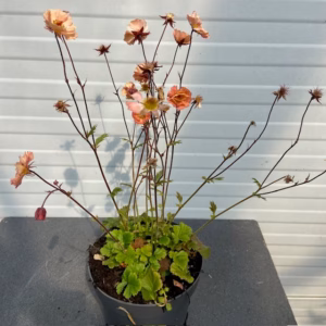 Geum Mai Tai (Nagelkruid)
