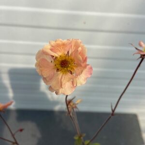 Geum Mai Tai (Nagelkruid)