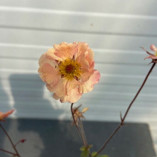 Geum Mai Tai (Nagelkruid)