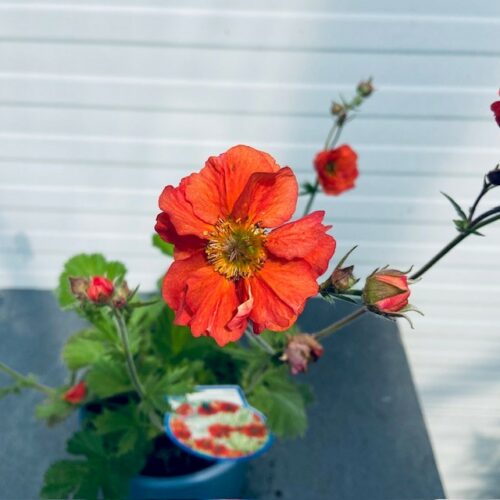 Geum (Nagelkruid)