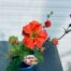 Geum Tempest Scarlet (Nagelkruid)