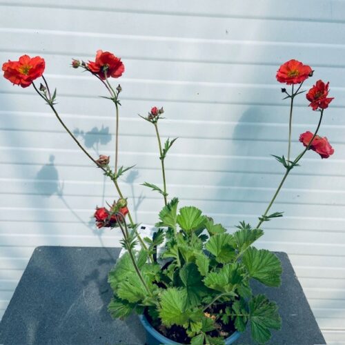 Geum Tempest Scarlet (Nagelkruid)