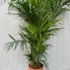 Howea forsteriana (Kentiapalm)