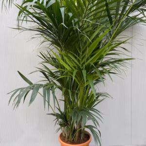 Howea forsteriana (Kentiapalm)