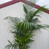 Howea forsteriana (Kentiapalm)