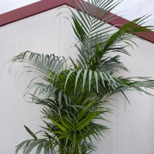 Howea forsteriana (Kentiapalm)