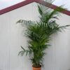 Howea forsteriana (Kentiapalm)