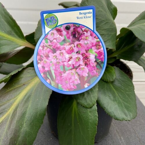 Bergenia 'Eroica'