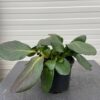 Bergenia 'Eroica'