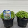 Saxifraga arendsii white