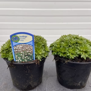 Saxifraga arendsii white