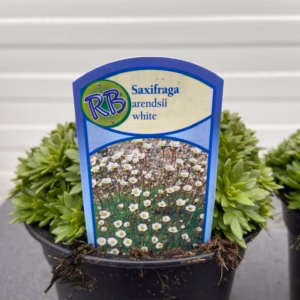 Saxifraga arendsii white