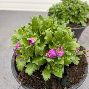 Aubrieta hybrida Lilac