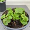 Geum Mai Tai