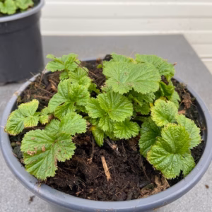 Geum Mai Tai