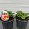 Geum Tempest Scarlet