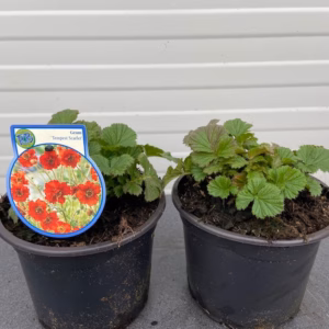 Geum Tempest Scarlet