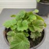 Geum Tempest Scarlet