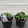 Geranium cantabrigiense Biokovo