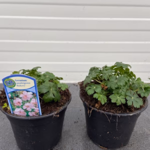 Geranium cantabrigiense Biokovo