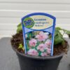 Geranium cantabrigiense Biokovo