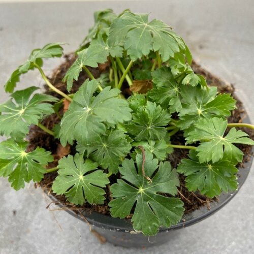 Geranium cantabrigiense Biokovo