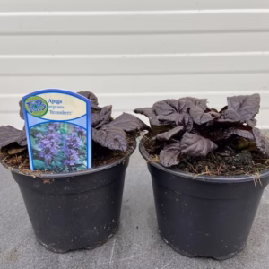 Ajuga Reptans 'Braunherz'