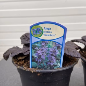Ajuga Reptans 'Braunherz'