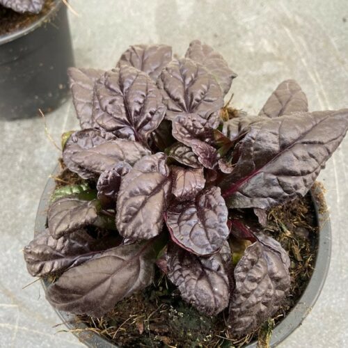 Ajuga Reptans 'Braunherz'