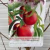 Nectarine halfstam Madame Blanchet