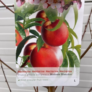 Nectarine halfstam Madame Blanchet