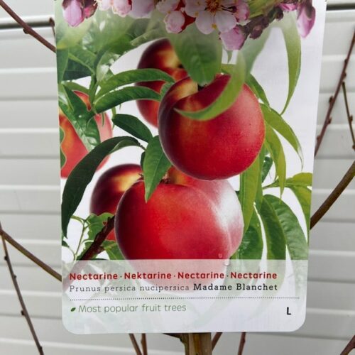 Nectarine halfstam Madame Blanchet