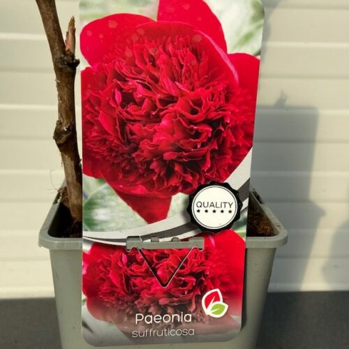 Paeonia suffruticosa rood (boompioen)