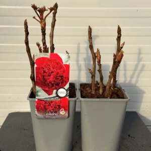 Paeonia suffruticosa rood (boompioen)