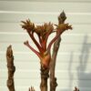 Paeonia suffruticosa rood (boompioen)