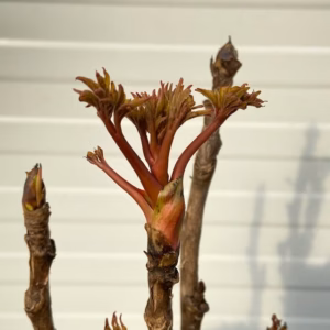 Paeonia suffruticosa rood (boompioen)