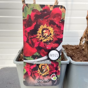Paeonia suffruticosa donker rood met geel hart