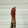 Paeonia suffruticosa donker rood met geel hart