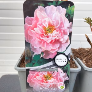 Paeonia suffruticosa roze (boompioen)